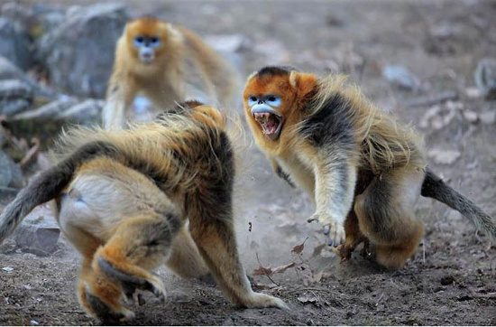 Picture 2 of Monkeys beams 'stuffy nose' strange