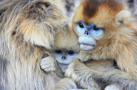 Picture 3 of Monkeys beams 'stuffy nose' strange