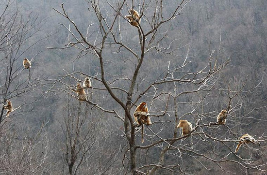 Picture 4 of Monkeys beams 'stuffy nose' strange