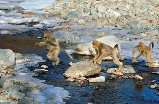 Picture 5 of Monkeys beams 'stuffy nose' strange