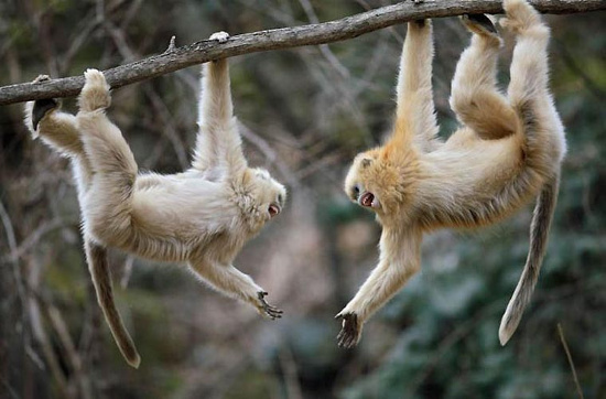 Picture 6 of Monkeys beams 'stuffy nose' strange