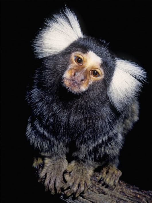 Picture 1 of Monkeys have a way of