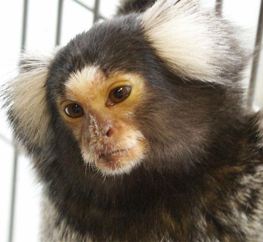 Picture 2 of Monkeys have a way of