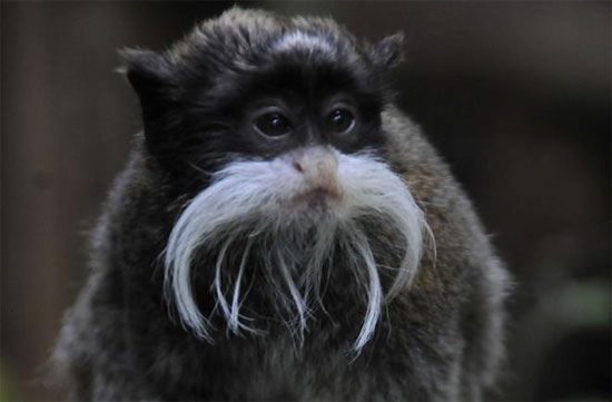 Picture 1 of Monkeys have the most funny faces