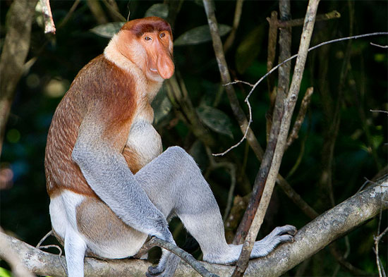 Picture 2 of Monkeys have the most funny faces