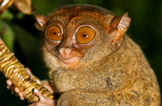 Picture 3 of Monkeys have the most funny faces