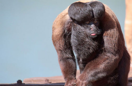 Picture 4 of Monkeys have the most funny faces