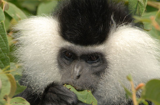 Picture 5 of Monkeys have the most funny faces
