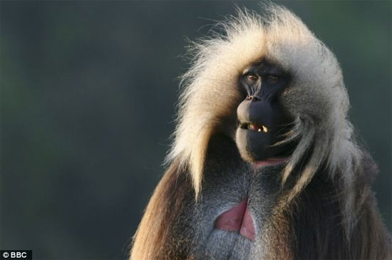 Picture 1 of Monkeys know to say 'like' people