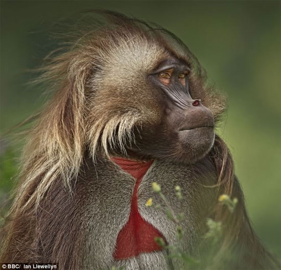 Picture 2 of Monkeys know to say 'like' people