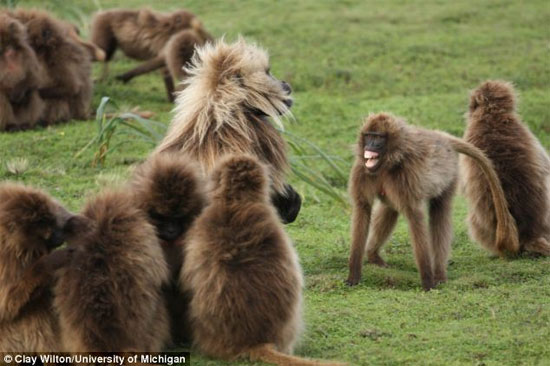Picture 3 of Monkeys know to say 'like' people