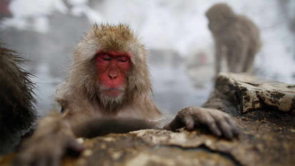 Picture 1 of Monkeys near the Fukushima plant may be contaminated