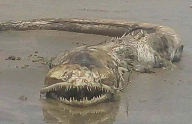 Picture 1 of Monster teeth pointed at Mexico beach