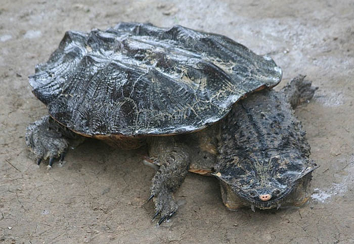 Picture 1 of Monster turtles have the most horror form on the planet