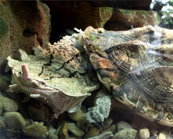 Picture 10 of Monster turtles have the most horror form on the planet