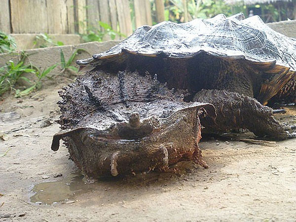 Picture 2 of Monster turtles have the most horror form on the planet