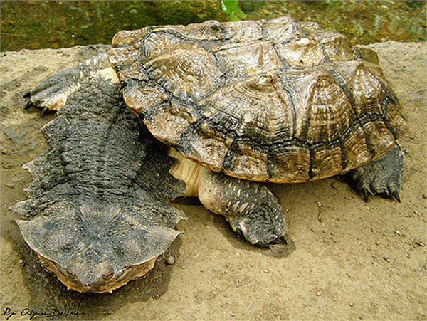 Picture 3 of Monster turtles have the most horror form on the planet