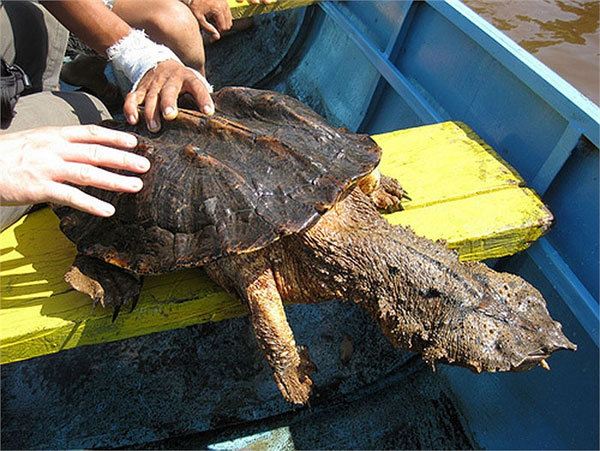 Picture 4 of Monster turtles have the most horror form on the planet