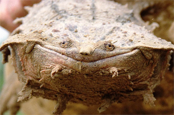 Picture 5 of Monster turtles have the most horror form on the planet