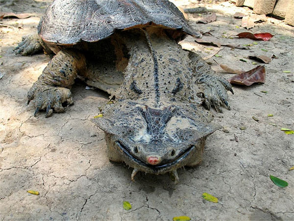 Picture 6 of Monster turtles have the most horror form on the planet