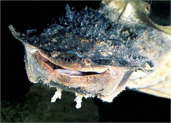 Picture 7 of Monster turtles have the most horror form on the planet
