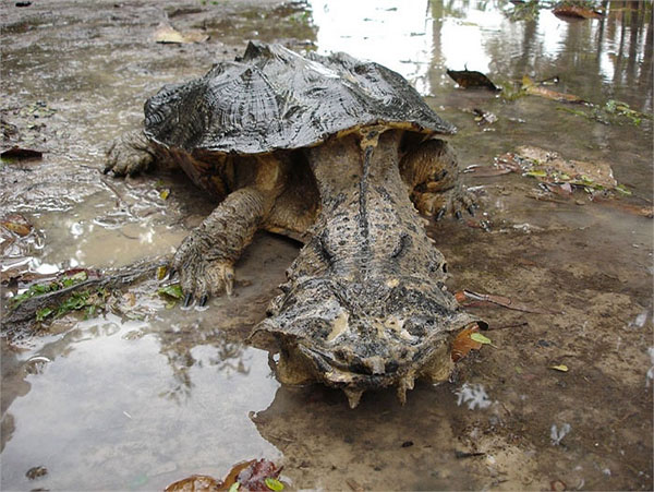 Picture 8 of Monster turtles have the most horror form on the planet