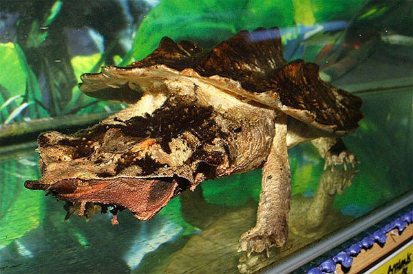 Picture 9 of Monster turtles have the most horror form on the planet