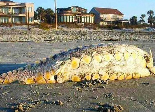 Picture 1 of 'Monster' washed ashore on the US coast