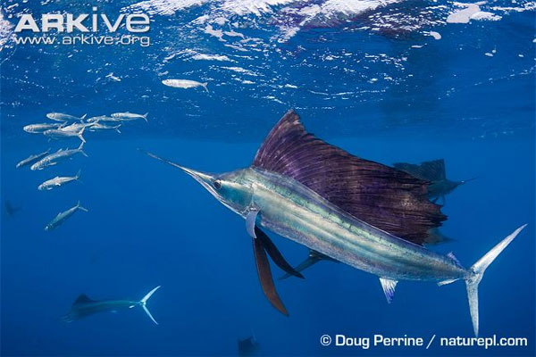 Picture 3 of Monsters ate a long, sharp sword that hunted fast ocean records