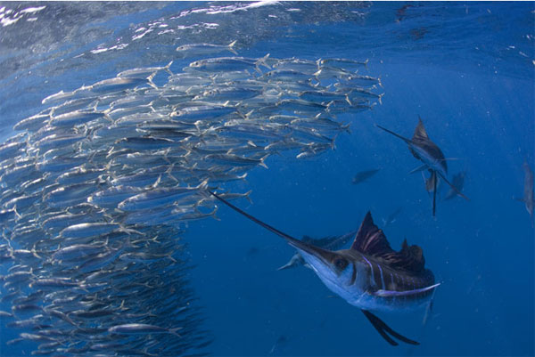 Picture 4 of Monsters ate a long, sharp sword that hunted fast ocean records