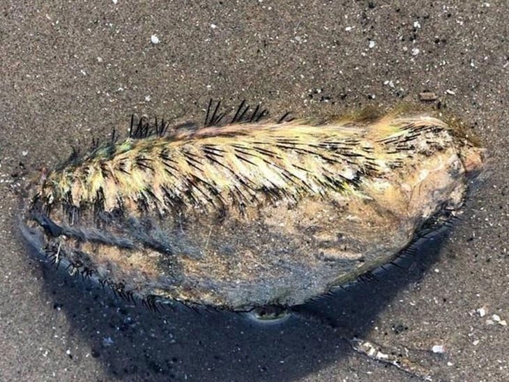 Picture 1 of Monsters covered with black thorns washed up on the river bank in England