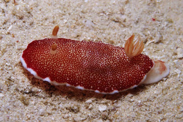 Picture 10 of Monsters of the ocean
