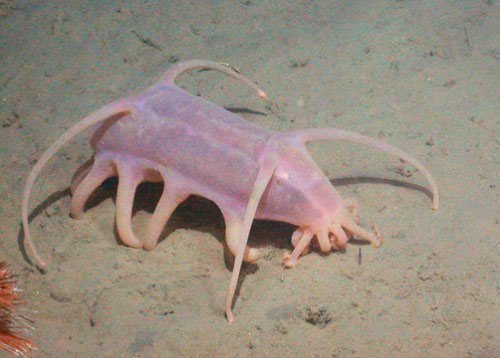 Picture 8 of Monsters of the ocean