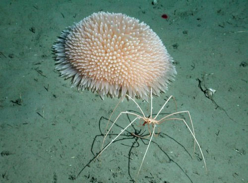 Picture 9 of Monsters of the ocean