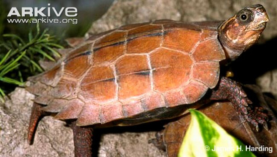 Picture 10 of Monsters themselves turtles, strange bird heads of Vietnam