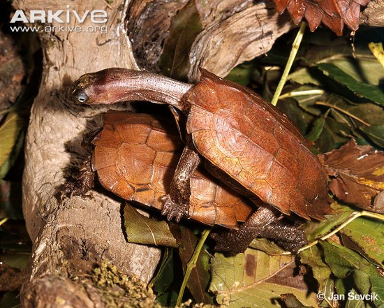 Picture 7 of Monsters themselves turtles, strange bird heads of Vietnam