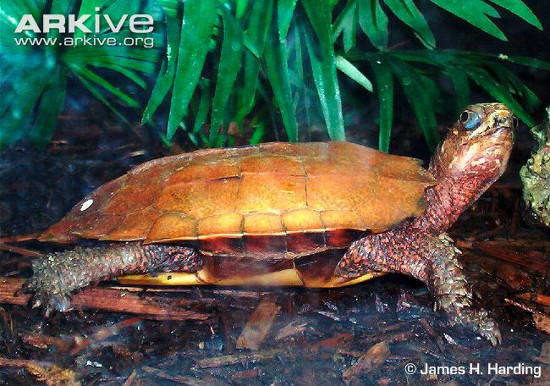 Picture 8 of Monsters themselves turtles, strange bird heads of Vietnam