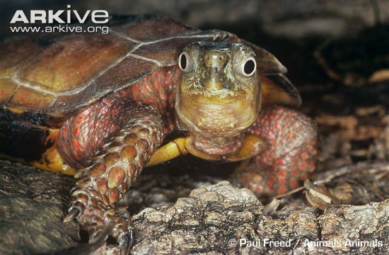 Picture 9 of Monsters themselves turtles, strange bird heads of Vietnam
