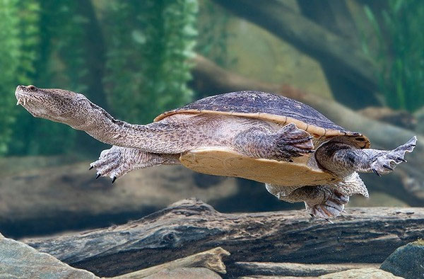 Picture 1 of Monstrous animals: breathing with anus,