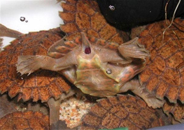 Picture 2 of Monstrous animals: breathing with anus,