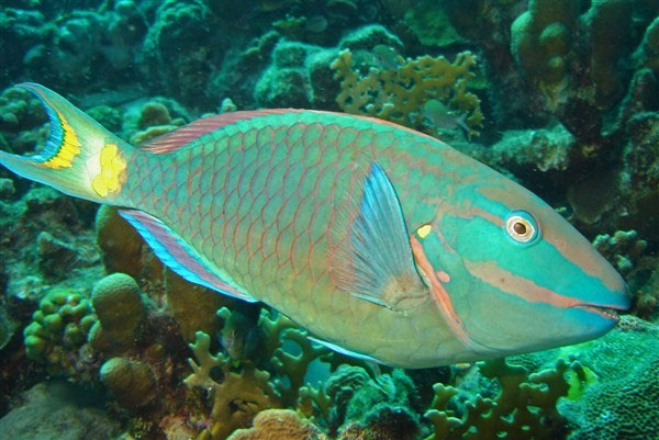 Picture 6 of Monstrous animals: breathing with anus,
