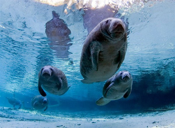 Picture 7 of Monstrous animals: breathing with anus,
