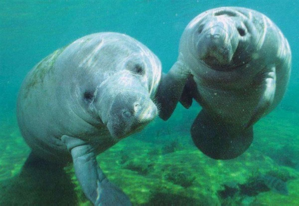 Picture 8 of Monstrous animals: breathing with anus,