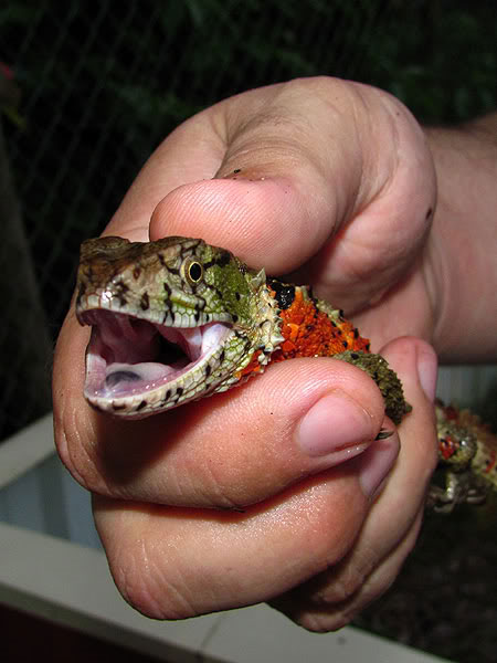 Picture 10 of Monstrous 'crocodile hybrid lizard' in Yen Tu