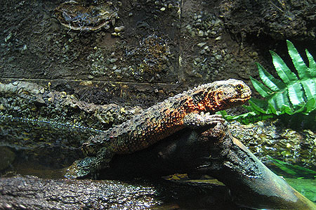 Picture 3 of Monstrous 'crocodile hybrid lizard' in Yen Tu