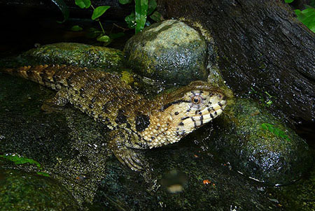 Picture 4 of Monstrous 'crocodile hybrid lizard' in Yen Tu
