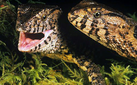 Picture 6 of Monstrous 'crocodile hybrid lizard' in Yen Tu
