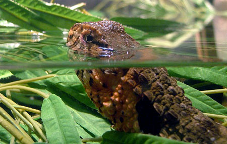 Picture 7 of Monstrous 'crocodile hybrid lizard' in Yen Tu