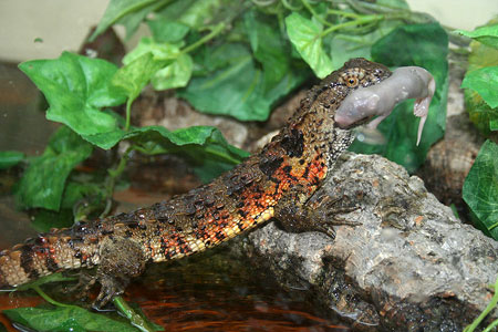 Picture 8 of Monstrous 'crocodile hybrid lizard' in Yen Tu