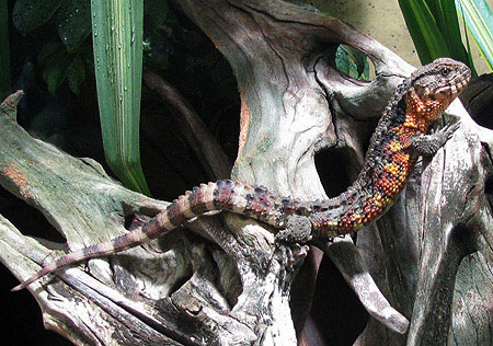 Picture 9 of Monstrous 'crocodile hybrid lizard' in Yen Tu